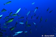 Naso hexacanthus Elagatis bipinnulata rainbow runner Au large Batuata Island-35m-20180603-Denis-ADER-DSC_3645_tn